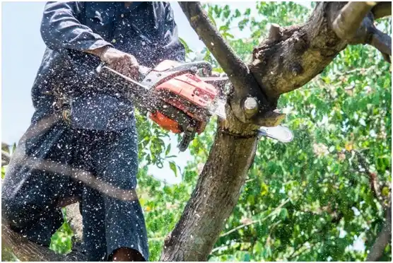 tree services Delavan